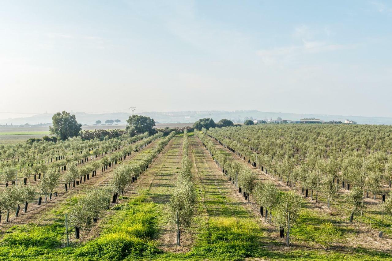 Vivienda Rural Olivar De San Telmo أركوس ديلا فرونتيرا المظهر الخارجي الصورة