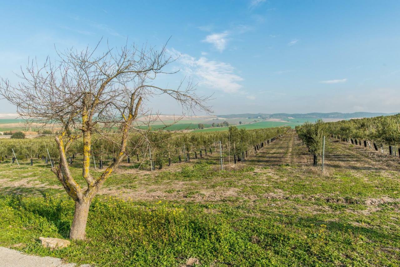 Vivienda Rural Olivar De San Telmo أركوس ديلا فرونتيرا المظهر الخارجي الصورة